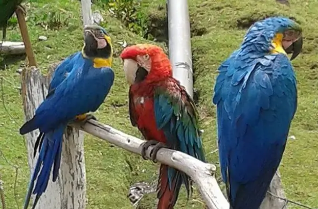 wildflife papagallos